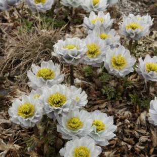 Trollius lilacinus